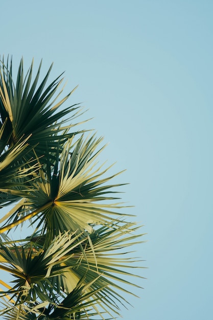 Photo gratuite palmier dans le ciel