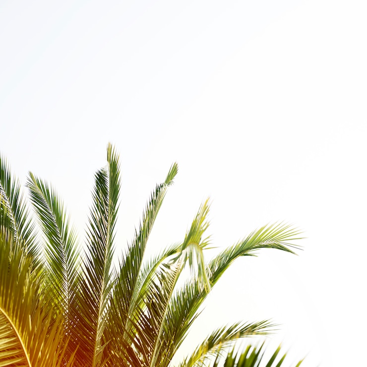 Photo gratuit palmier avec espace copie