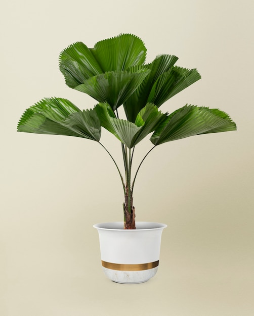 Palmier à feuilles ébouriffées dans un pot blanc