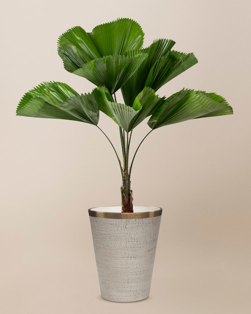 Palmier à feuilles ébouriffées dans un pot gris