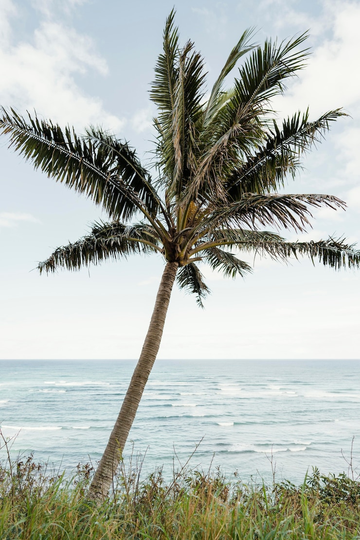 Photo gratuit palmier à hawaii