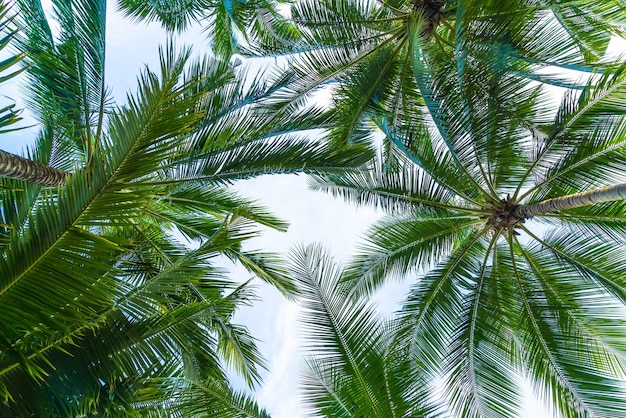 Palmier à la noix de coco sur fond de ciel