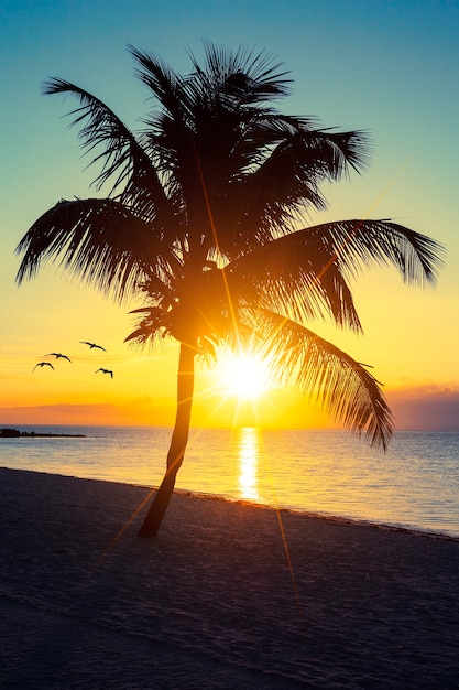 Palmier sur une plage au coucher du soleil