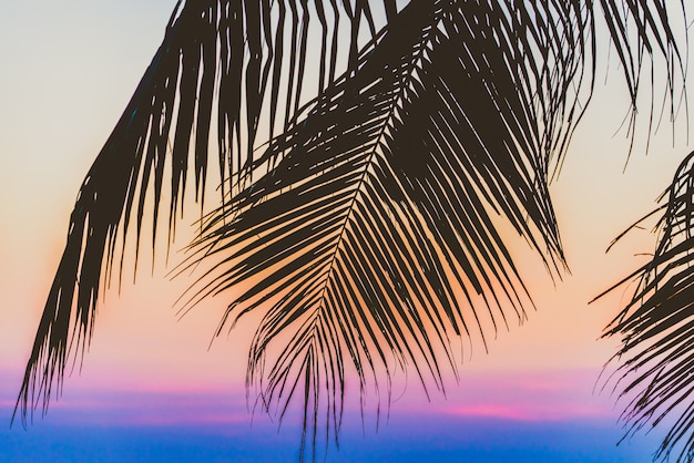 Photo gratuite palmier silhouette