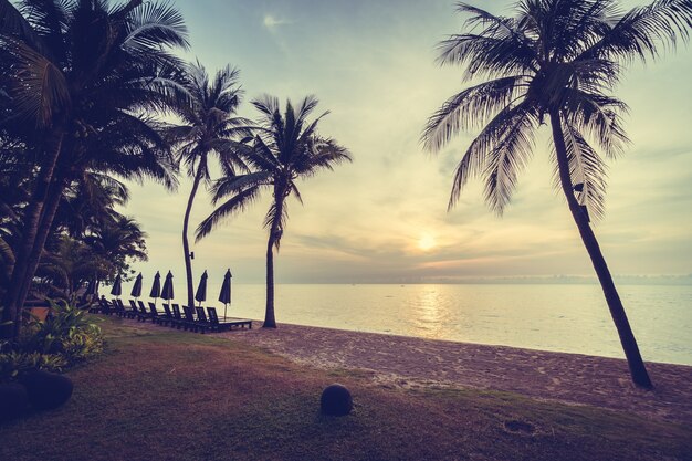 palmier tropical coucher de soleil été