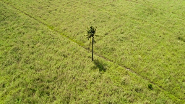 Palmier unique au milieu d'un champ plat sur une île