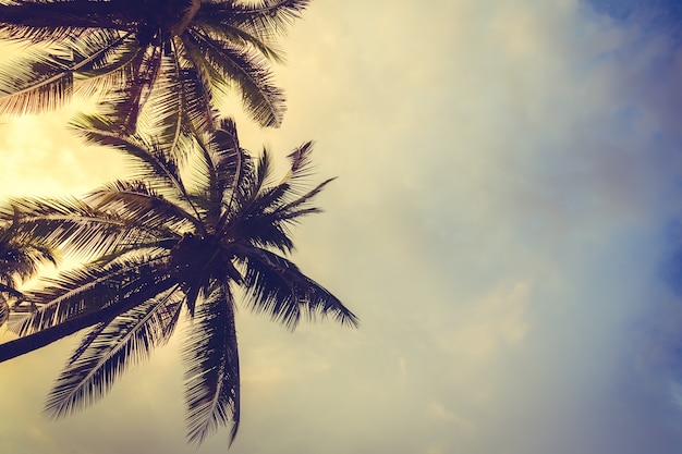 Des palmiers au coucher du soleil avec des nuages ​​de fond