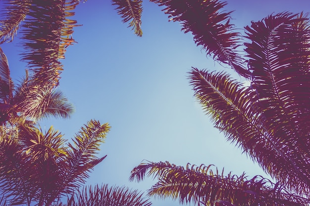 palmiers coucher de soleil arbre cru