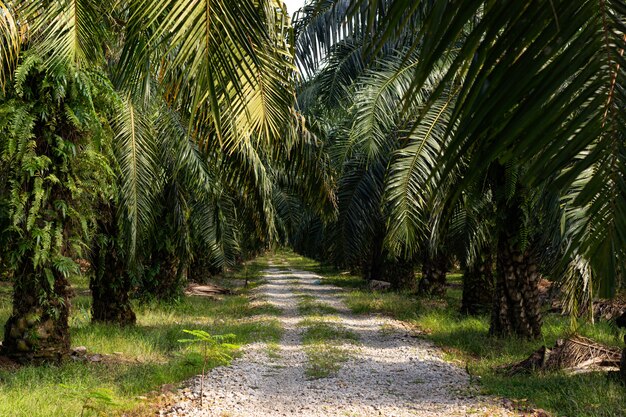 Palmiers dans une plantation d'huile de palme en Asie du Sud-Est