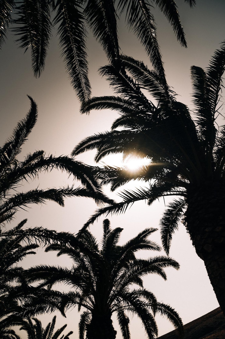 Photo gratuit palmiers sous un ciel sans nuages