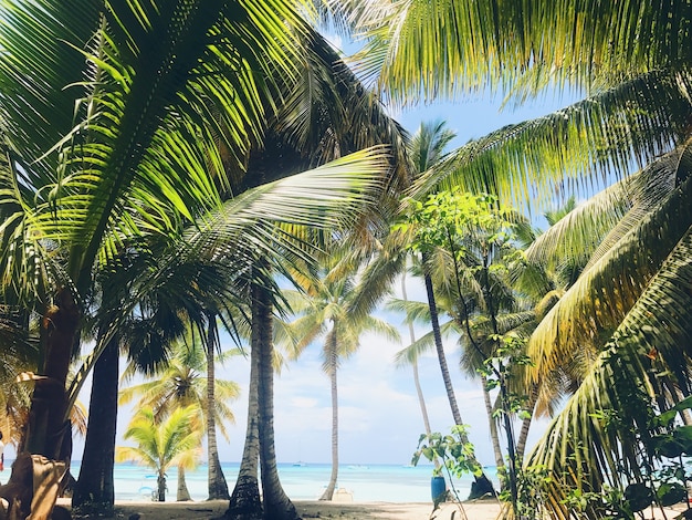Des palmiers verts se lèvent sur le ciel sur la plage ensoleillée