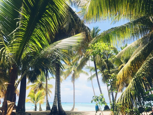 Des palmiers verts se lèvent sur le ciel sur la plage ensoleillée