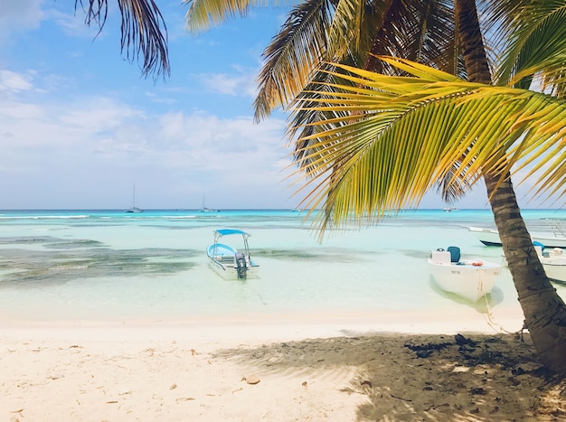 Des palmiers verts se lèvent sur le ciel sur la plage ensoleillée