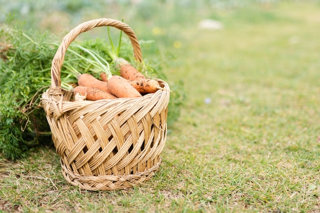 Panier avec de délicieuses carottes de jardin