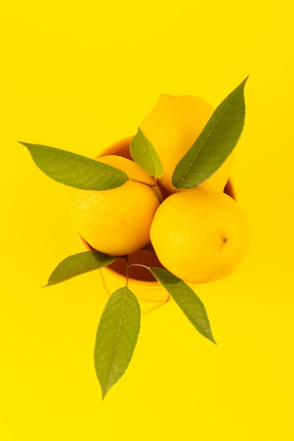 Un panier vue de dessus avec des citrons mûrs frais avec des feuilles vertes isolées sur le jaune