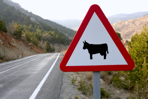 Panneau de signalisation européen, vaches sur la route