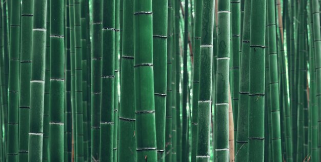 Panorama de Bamboo Grove à Arashiyama, Kyoto, Japon.