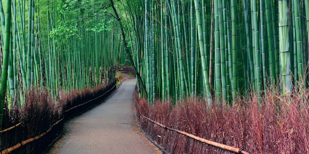 Photo gratuite panorama de bamboo grove à arashiyama, kyoto, japon.
