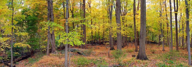 Panorama de la forêt de Bear Mountain