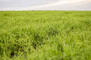 Photo gratuite panorama des terres agricoles