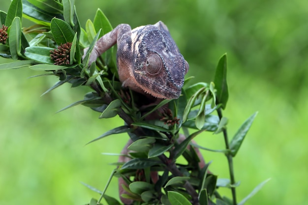 Panthère caméléon femelle grimpant sur une branche panthère caméléon sur une branche gros plan panthère caméléon