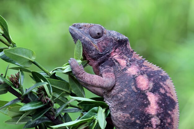 Panthère caméléon femelle grimpant sur une branche panthère caméléon sur une branche gros plan panthère caméléon