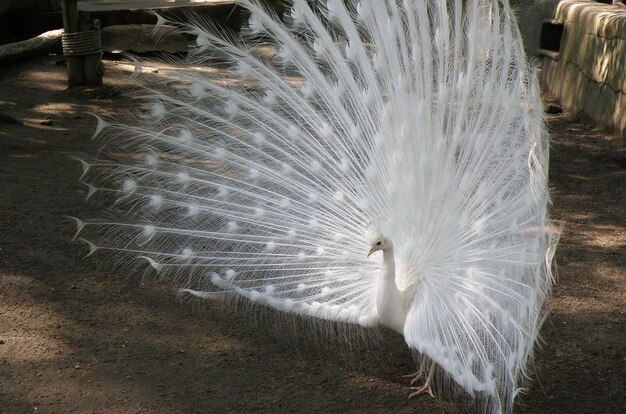 Paon blanc avec ses plumes évasées