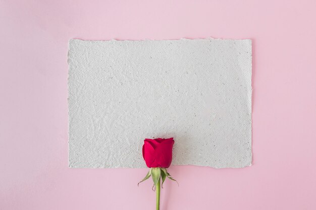 Papier blanc et belle rose rouge