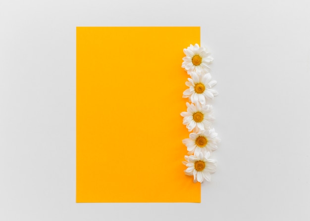 Papier blanc orange avec fleurs de Marguerite ci-dessus isolé sur fond blanc