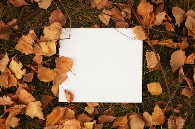 Photo gratuite papier blanc vierge sur les feuilles séchées