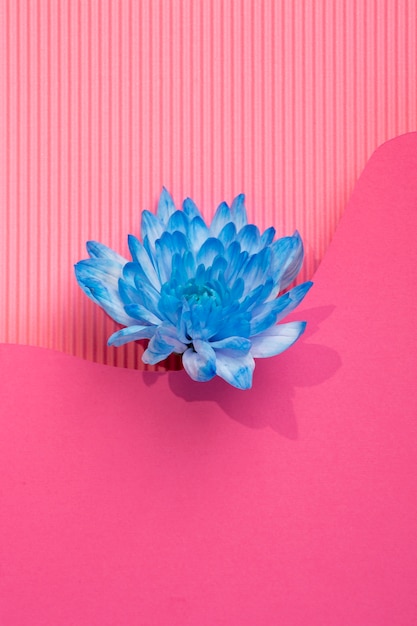 Papier peint printemps avec fleur bleue