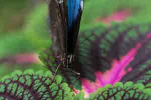 Photo gratuite papillon bleu vue de face sur les feuilles colorées