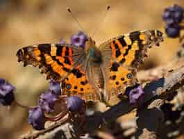 Photo gratuite le papillon en fleurs