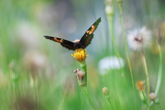 Papillon sur l'herbe