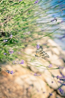 Papillon à lavender bush. gros plan tonique