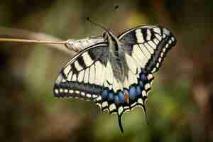 Photo gratuite papillon machaon à l'extérieur