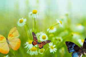 Photo gratuite papillon sur une marguerite