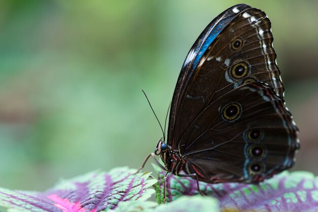 Papillon marron et bleu sur des feuilles colorées