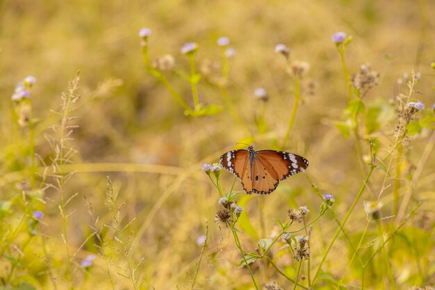 Papillon marron et noir sur fleur jaune