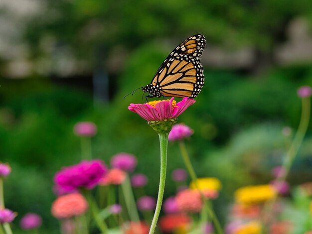 Papillon monarque sur une fleur rose dans un jardin entouré de verdure