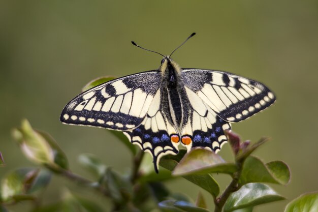 Papillon multicolore sur feuille