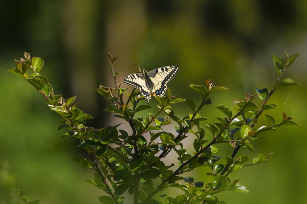 Papillon multicolore se bouchent