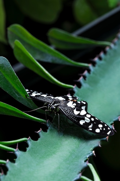 Photo gratuite papillon noir sur l'aloe vera