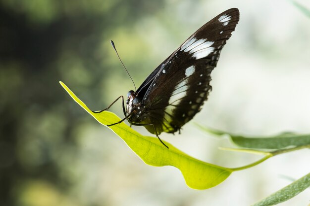 Papillon noir avec un arrière-plan flou