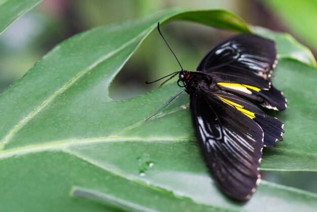 Papillon noir posé sur une feuille