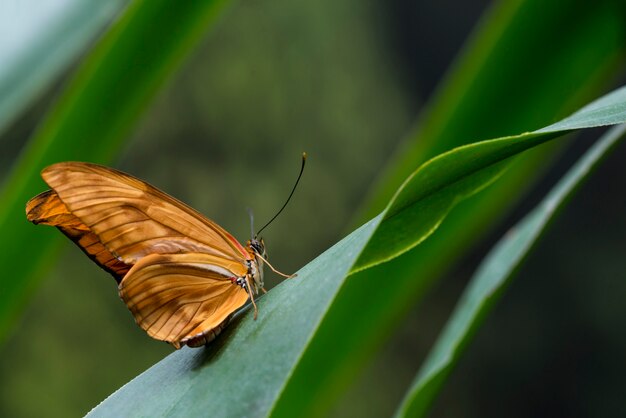 Papillon orange délicat sur le côté