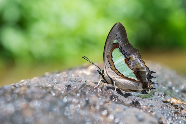 Photo gratuite papillon sur un rocher