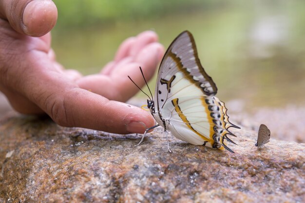 Papillon