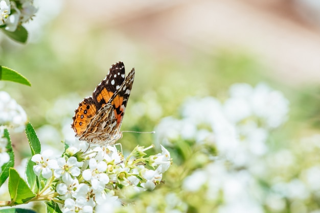 Photo gratuite papillons et fleurs