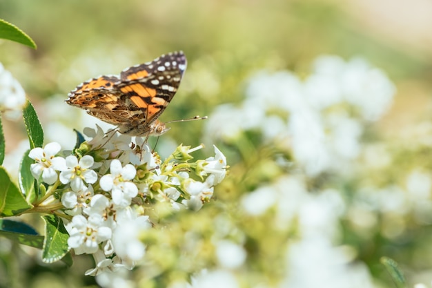 Photo gratuite papillons et fleurs